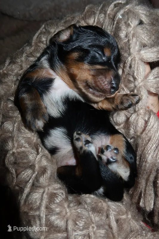 Pancake – Miniature Dachshund puppy for sale in Locust Grove, GA