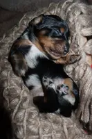 Pancake, a female Miniature Dachshund for sale in Locust Grove, GA – 1 of 9