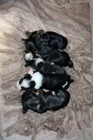 Waffle, a male Miniature Dachshund for sale in Locust Grove, GA – 5 of 10