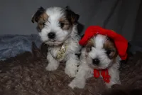 Lady, a female Yorkshire Terrier for sale in Locust Grove, GA – Photo 8 of 9