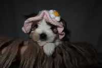 Lady, a female Yorkshire Terrier for sale in Locust Grove, GA – Photo 4 of 9