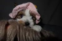 Lady, a female Yorkshire Terrier for sale in Locust Grove, GA – Photo 2 of 9