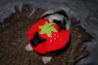 Lady, a female Yorkshire Terrier for sale in Locust Grove, GA – Photo 9 of 9