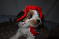 Lady, a female Yorkshire Terrier for sale in Locust Grove, GA – Photo 3 of 9