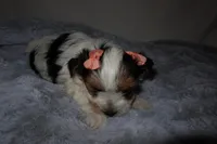 Lady, a female Yorkshire Terrier for sale in Locust Grove, GA – Photo 5 of 9