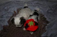 Lady, a female Yorkshire Terrier for sale in Locust Grove, GA – Photo 6 of 9