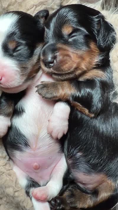 Bacon, a male Miniature Dachshund for sale in Locust Grove, GA – 6 of 6
