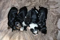 Waffle, a male Miniature Dachshund for sale in Locust Grove, GA – 4 of 10