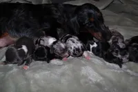 Spice, a female Miniature Dachshund for sale in Locust Grove, GA – Photo 6 of 10