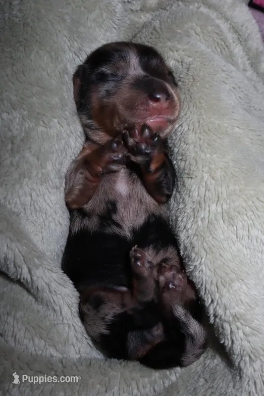 Spice, a female Miniature Dachshund for sale in Locust Grove, GA – Photo 1 of 10