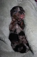 Spice, a female Miniature Dachshund for sale in Locust Grove, GA – Photo 1 of 10