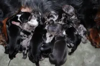 Spice, a female Miniature Dachshund for sale in Locust Grove, GA – Photo 3 of 10