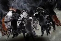 Spice, a female Miniature Dachshund for sale in Locust Grove, GA – Photo 9 of 10