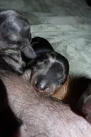 Spice, a female Miniature Dachshund for sale in Locust Grove, GA – Photo 2 of 10