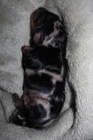 Spice, a female Miniature Dachshund for sale in Locust Grove, GA – Photo 10 of 10