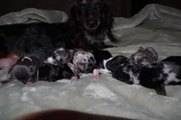 Spice, a female Miniature Dachshund for sale in Locust Grove, GA – Photo 5 of 10