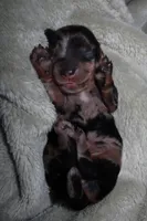 Spice, a female Miniature Dachshund for sale in Locust Grove, GA – Photo 8 of 10