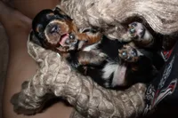 Pancake, a female Miniature Dachshund for sale in Locust Grove, GA – 2 of 9