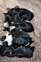 Waffle, a male Miniature Dachshund for sale in Locust Grove, GA – 9 of 10