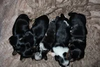 Pancake, a female Miniature Dachshund for sale in Locust Grove, GA – 5 of 9
