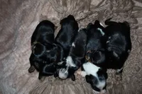 Pancake, a female Miniature Dachshund for sale in Locust Grove, GA – 6 of 9