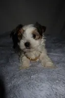 Bingo, a male Yorkshire Terrier for sale in Locust Grove, GA – Photo 1 of 6