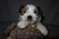 Bingo, a male Yorkshire Terrier for sale in Locust Grove, GA – Photo 5 of 6