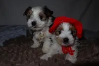 Bingo, a male Yorkshire Terrier for sale in Locust Grove, GA – Photo 2 of 6