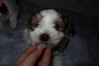 Bingo, a male Yorkshire Terrier for sale in Locust Grove, GA – Photo 6 of 6