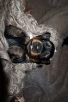 Bacon, a male Miniature Dachshund for sale in Locust Grove, GA – 5 of 6