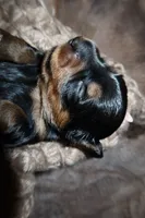 Bacon, a male Miniature Dachshund for sale in Locust Grove, GA – 3 of 6