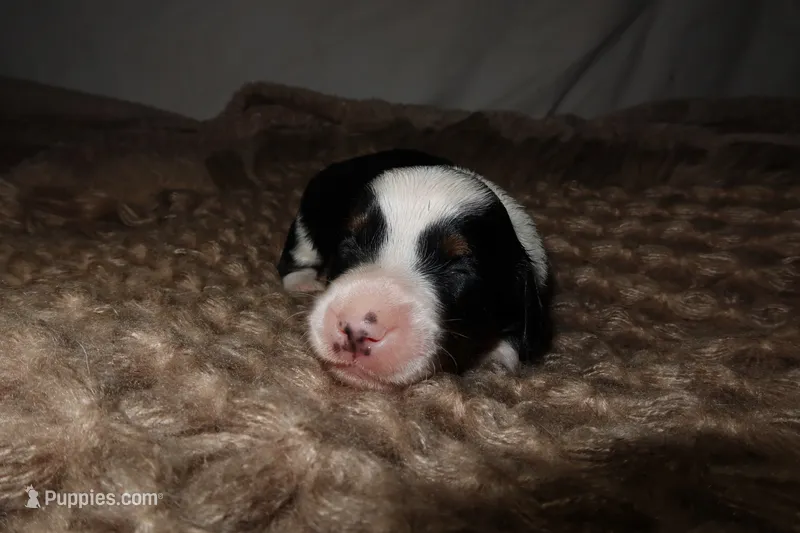 Waffle – Miniature Dachshund puppy for sale in Locust Grove, GA