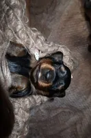 Bacon, a male Miniature Dachshund for sale in Locust Grove, GA – 4 of 6