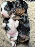 Bacon, a male Miniature Dachshund for sale in Locust Grove, GA – 2 of 6