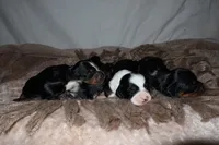 Pancake, a female Miniature Dachshund for sale in Locust Grove, GA – 4 of 9