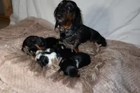 Waffle, a male Miniature Dachshund for sale in Locust Grove, GA – 8 of 10