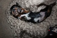 Pancake, a female Miniature Dachshund for sale in Locust Grove, GA – 7 of 9
