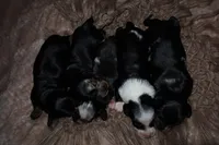 Pancake, a female Miniature Dachshund for sale in Locust Grove, GA – 3 of 9