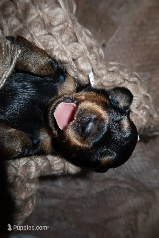 Bacon – Miniature Dachshund puppy for sale in Locust Grove, GA