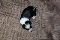 Waffle, a male Miniature Dachshund for sale in Locust Grove, GA – 6 of 10