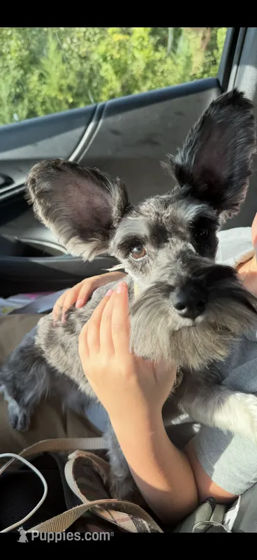 Bowie – Miniature Schnauzer puppy for sale in Valparaiso, IN