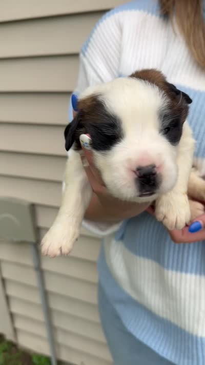 Watson, a male Saint Bernard for sale in Savannah, MO – 1 of 1