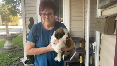 Bauldwin, a male Saint Bernard for sale in Savannah, MO – 9 of 9