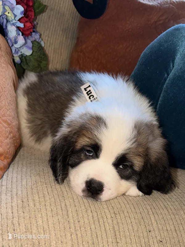 Lucille – Saint Bernard puppy for sale in Savannah, MO