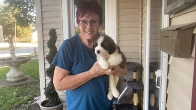 Deliilah, a female Saint Bernard for sale in Savannah, MO – 8 of 9