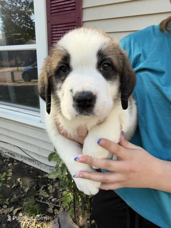 Penelopee – Saint Bernard puppy for sale in Savannah, MO