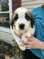 Peneloope, a female Saint Bernard for sale in Savannah, MO – 1 of 7