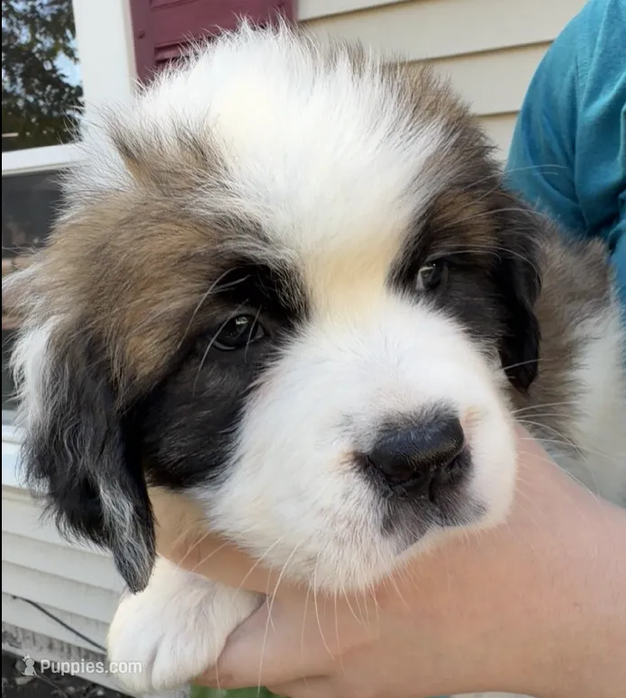 Lucille – Saint Bernard puppy for sale in Savannah, MO