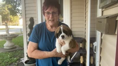 Alfread, a male Saint Bernard for sale in Savannah, MO – 7 of 7