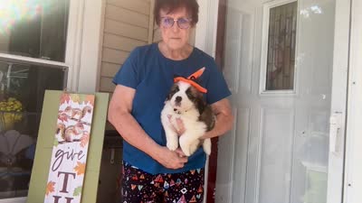 Peneloope, a female Saint Bernard for sale in Savannah, MO – 5 of 7